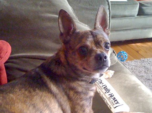 Hector_the_Inspector